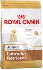 Labrador Retriever Junior 